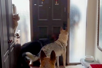 パパの車の音が聞こえると、３匹の大型犬がソワソワし始めて…『おかえりなさいの光景』が幸せすぎると反響「ずっと見ていられる」「嬉しいよね」