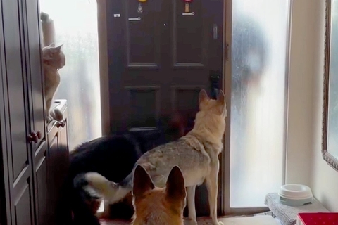 パパの車の音が聞こえると、３匹の大型犬がソワソワし始めて…『おかえりなさいの光景』が幸せすぎると反響「ずっと見ていられる」「嬉しいよね」