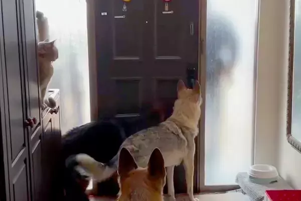 パパの車の音が聞こえると、３匹の大型犬がソワソワし始めて…『おかえりなさいの光景』が幸せすぎると反響「ずっと見ていられる」「嬉しいよね」