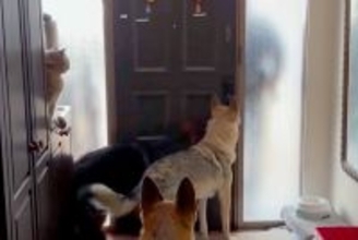 パパの車の音が聞こえると、３匹の大型犬がソワソワし始めて…『おかえりなさいの光景』が幸せすぎると反響「ずっと見ていられる」「嬉しいよね」