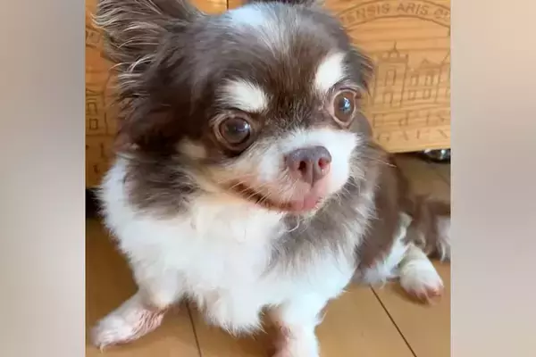 孤独死した老人のそばで発見された『元繁殖犬』→助けを待ち続けて…壮絶な犬生を乗り越えた『現在の光景』が話題「辛かったね」「涙が止まらん」