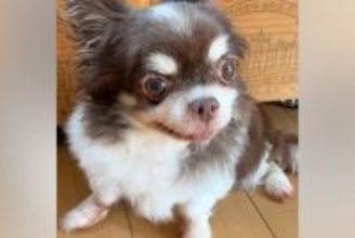 孤独死した老人のそばで発見された『元繁殖犬』→助けを待ち続けて…壮絶な犬生を乗り越えた『現在の光景』が話題「辛かったね」「涙が止まらん」