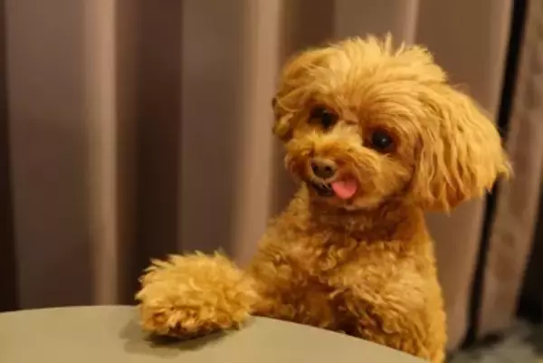 犬に『おやつを与えてはいけない』瞬間５選　絶対NGなタイミングやリスクまで