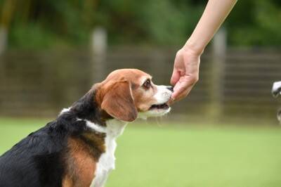 犬に『おやつを与えてはいけない』瞬間５選　絶対NGなタイミングやリスクまで