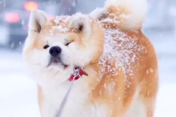 雪の中『帰宅拒否』をする秋田犬→体に雪が降り積もって…まるで『お菓子のような姿』に反響「ふわとろなパンケーキ」「絵になる」と22万再生