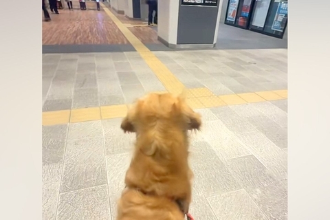 家族を駅までお迎えに来た大型犬→『遠くにいる』と気付いた瞬間に…想像を超える『喜び方』が尊すぎると反響「なんて羨ましい」「お利口さん」