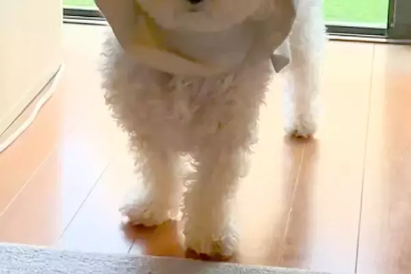 『どうしてそうなった』窓際で困った顔をする犬→様子を見てみると、カーテンが…まさかの『完全に詰んだ光景』に爆笑「天才ｗｗ」「最高すぎる」