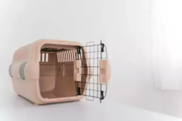 犬に『ハウス』を教えるときのタブー行為5つ　簡単に覚えさせるためのトレーニング方法とは？