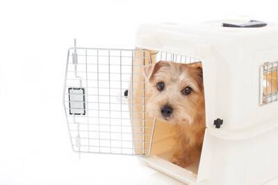 犬に『ハウス』を教えるときのタブー行為5つ　簡単に覚えさせるためのトレーニング方法とは？