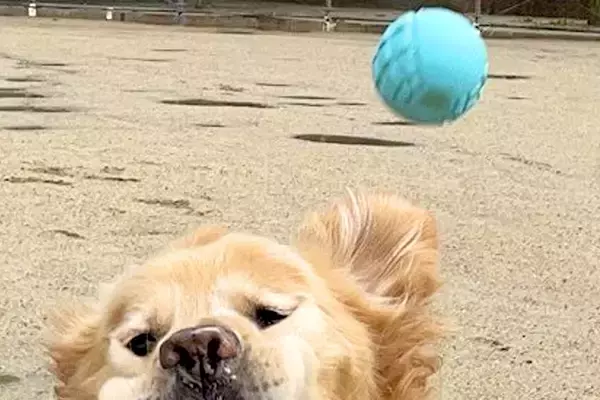 ボールキャッチをする大型犬→見事なまでに失敗してしまい…あまりにも情けない『表情』が15万表示「かわいいｗｗ」「癒されました」と絶賛