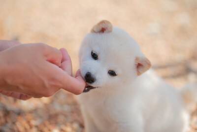 犬に『今すぐやめさせるべき』行動7選　放っておくとどうなる？トラブルに発展する危険行為とは
