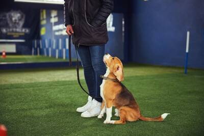 犬に『今すぐやめさせるべき』行動7選　放っておくとどうなる？トラブルに発展する危険行為とは