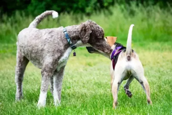 仲がいい犬同士がみせる行動3つ　ワンコたちはどうやって距離を縮めているの？注意点まで