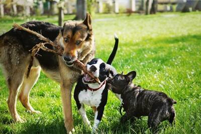 仲がいい犬同士がみせる行動3つ　ワンコたちはどうやって距離を縮めているの？注意点まで