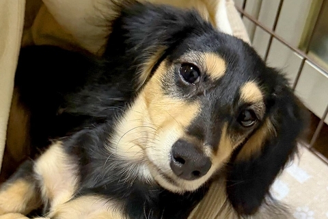 朝、外出するため『犬の方を見てみた』結果→なぜか『おてて』が…態度がデカすぎる『まさかの姿勢』に反響「人に見えるｗｗ」「かっこええ」