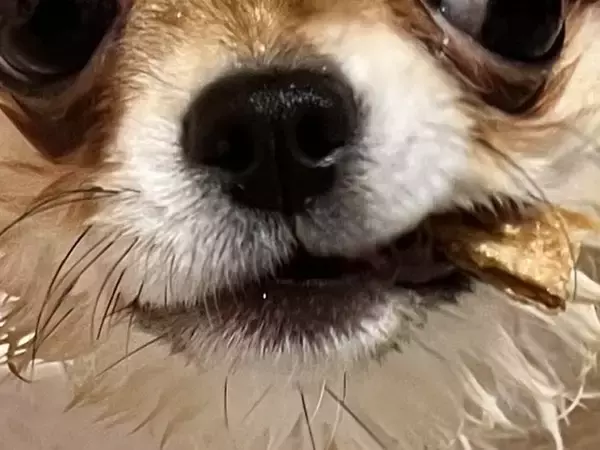 生後8ヶ月のチワワを『お風呂に入れた』結果→思った以上だった『悪役顔』に2万いいね「ハードボイルドで笑った」「デスチワワｗｗ」と爆笑