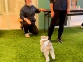 『お世話になった幼稚園の先生』が１年ぶりに犬と再会→気がついた瞬間に…『喜びが爆発する光景』に反響「とっても嬉しそう」「可愛がってもらったんだ」