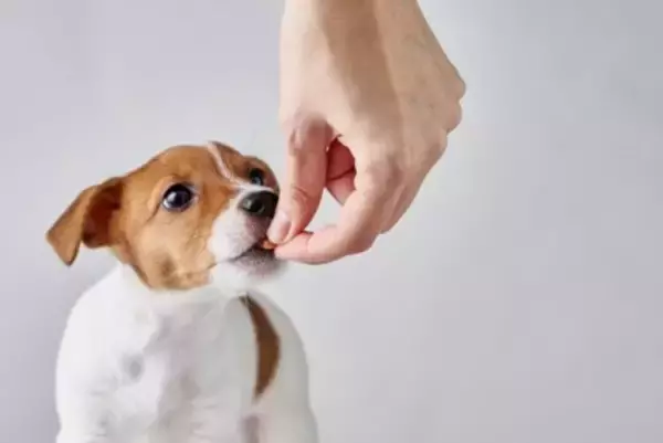 犬にやってはいけない『過剰なお世話』６選　逆効果となる絶対NG行為や適切なケアまで