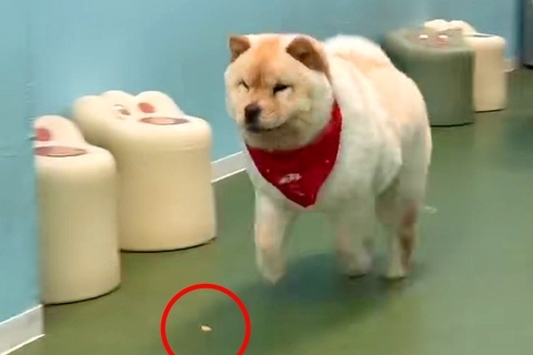 クッキーを貰ってはしゃぐ大型犬→うっかり落としてしまい…情報量が多い『まさかの展開』が17万再生「テンポよくて草」「スピード感えぐいｗ」