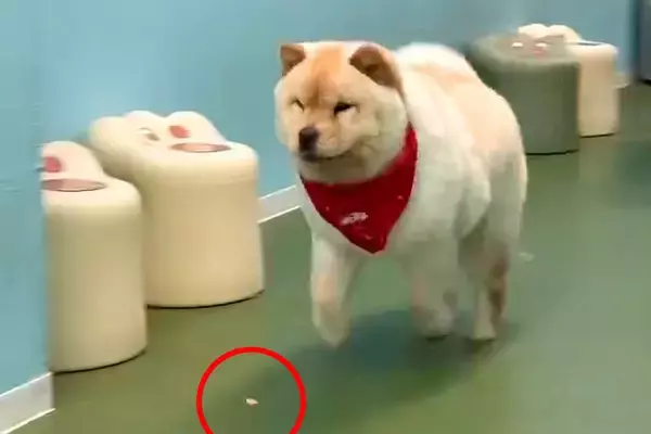 クッキーを貰ってはしゃぐ大型犬→うっかり落としてしまい…情報量が多い『まさかの展開』が17万再生「テンポよくて草」「スピード感えぐいｗ」