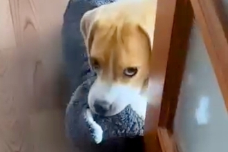 『おい、遊べ』と圧をかけてくる犬→毎回ひょっこりと出てきて…可愛すぎる『登場の仕方』が621万再生「たまらない」「エンドレスに見れる」