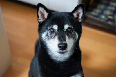 犬からのしつこい『おねだり』適切な対応とは？愛犬がおやつを何度も欲しがるときの対処法まで