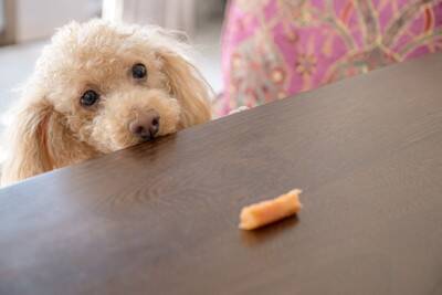 犬からのしつこい『おねだり』適切な対応とは？愛犬がおやつを何度も欲しがるときの対処法まで