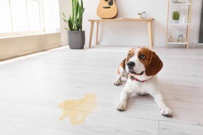 『犬を飼うのに向いていない人』の特徴5選　ワンコを迎える前に必ず知っておくべきこととは？