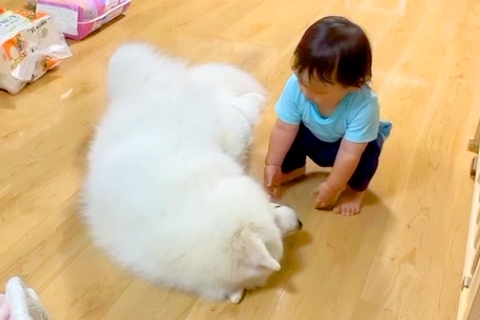子どもが超至近距離で『大型犬においでと言った』結果→意思疎通が取れず…まさかの『シュール過ぎる光景』が255万再生「たまらん」「可愛い」