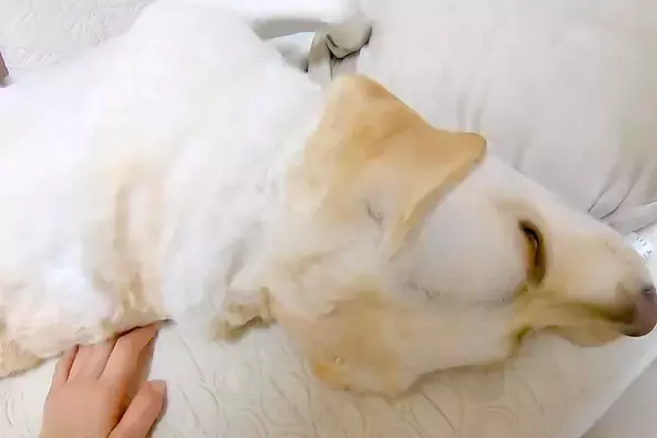 ママを無視する大型犬→仕方ないので『一人でお散歩行こうかな』と呟いたら…まさかの『態度の豹変』に「反応しすぎてて草」「理解してて賢い」の声