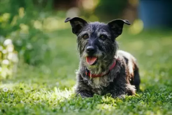 犬が『高齢になった』ときにできなくなること6選　愛犬の行動に現れる変化とは？