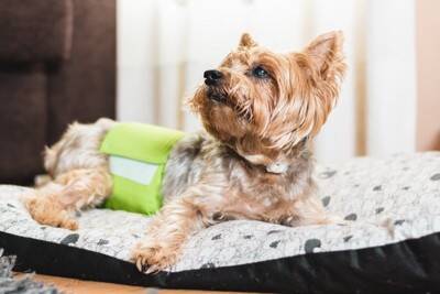 犬が『高齢になった』ときにできなくなること6選　愛犬の行動に現れる変化とは？