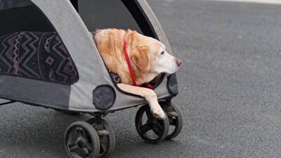 犬が『高齢になった』ときにできなくなること6選　愛犬の行動に現れる変化とは？