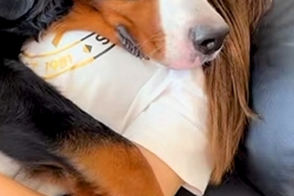 体調不良で寝込んでいたら『超大型犬』が状況を察して…心配が伝わってくる『表情』に反響「なんて優しい子」「治してあげてるんだね」と9万再生