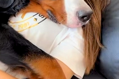 体調不良で寝込んでいたら『超大型犬』が状況を察して…心配が伝わってくる『表情』に反響「なんて優しい子」「治してあげてるんだね」と9万再生