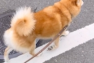 散歩中、なにげなく『犬の名前』を呼んでみた結果→言葉にならないほど『尊すぎるお返事』が229万再生「惚れた」「笑顔に変わるの最高かよ」