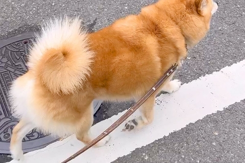 散歩中、なにげなく『犬の名前』を呼んでみた結果→言葉にならないほど『尊すぎるお返事』が229万再生「惚れた」「笑顔に変わるの最高かよ」