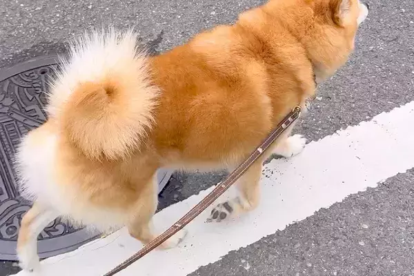 散歩中、なにげなく『犬の名前』を呼んでみた結果→言葉にならないほど『尊すぎるお返事』が229万再生「惚れた」「笑顔に変わるの最高かよ」