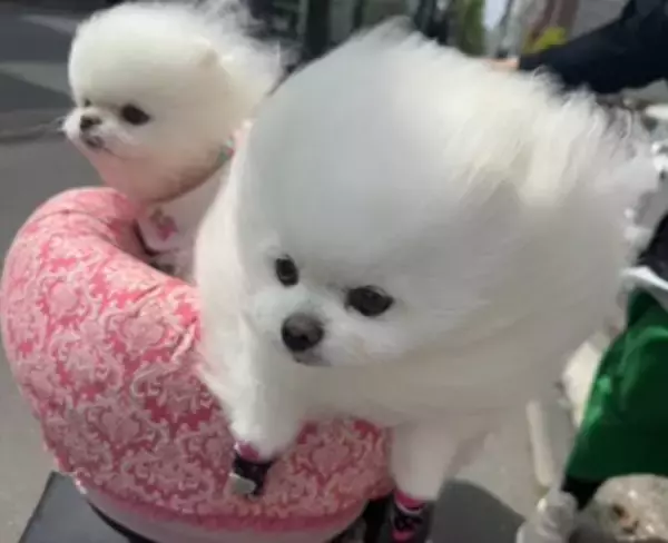 風が強い日、犬と散歩に出かけた結果→思った以上に『前のめりすぎる姿』に「面構えが違う…かっけぇ」「雲の妖精さんみたい」と2万いいね