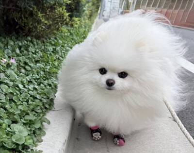 風が強い日、犬と散歩に出かけた結果→思った以上に『前のめりすぎる姿』に「面構えが違う…かっけぇ」「雲の妖精さんみたい」と2万いいね