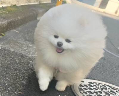 風が強い日、犬と散歩に出かけた結果→思った以上に『前のめりすぎる姿』に「面構えが違う…かっけぇ」「雲の妖精さんみたい」と2万いいね