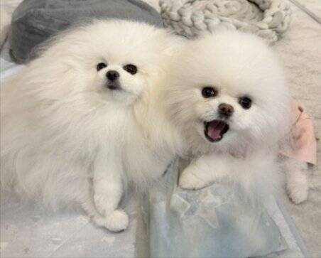 風が強い日、犬と散歩に出かけた結果→思った以上に『前のめりすぎる姿』に「面構えが違う…かっけぇ」「雲の妖精さんみたい」と2万いいね