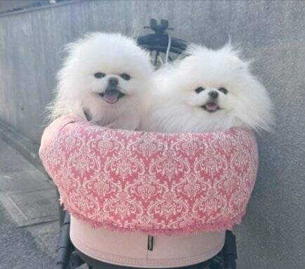 風が強い日、犬と散歩に出かけた結果→思った以上に『前のめりすぎる姿』に「面構えが違う…かっけぇ」「雲の妖精さんみたい」と2万いいね