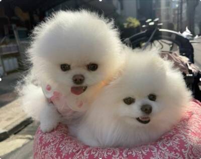 風が強い日、犬と散歩に出かけた結果→思った以上に『前のめりすぎる姿』に「面構えが違う…かっけぇ」「雲の妖精さんみたい」と2万いいね