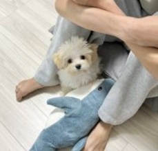 ママに怒られてしまった赤ちゃん犬→絶対に許してしまう『咄嗟にとった行動』に4万いいね集まる「避難可愛いｗ」「もう許して？って顔してる」