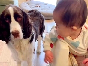 『赤ちゃんと犬が仲良くなれるのか』心配だったママ→なかなか距離が埋まらなくて…『家族になるまでの軌跡』に感動「かけがえのない相棒」