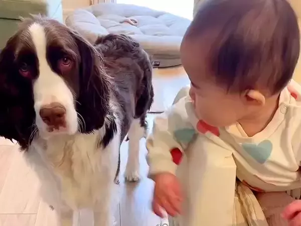 『赤ちゃんと犬が仲良くなれるのか』心配だったママ→なかなか距離が埋まらなくて…『家族になるまでの軌跡』に感動「かけがえのない相棒」