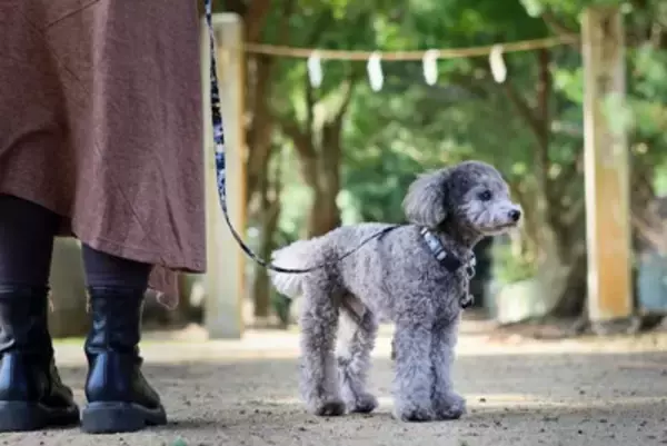 犬も人間と同じように『厄年』はあるの？厄払いの方法や愛犬に起こるかもしれない厄災とは？