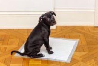 犬の『トイレ中の行動』から分かる心理4つ　愛犬の本音や体調不良を見分ける方法まで