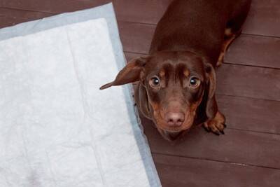 犬の『トイレ中の行動』から分かる心理4つ　愛犬の本音や体調不良を見分ける方法まで